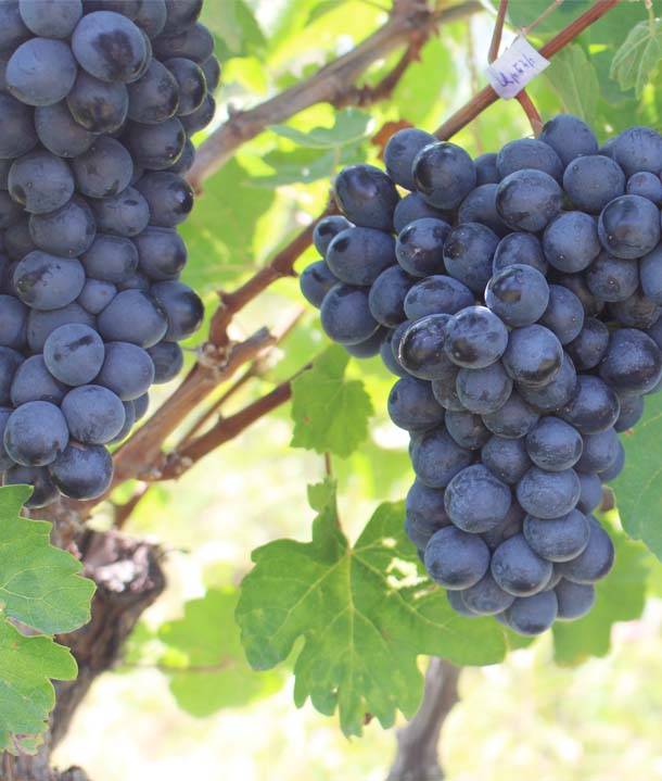 Areni Grape - Winemaking in Armenia