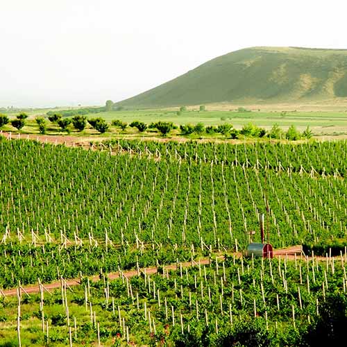 Armavir Wine Region