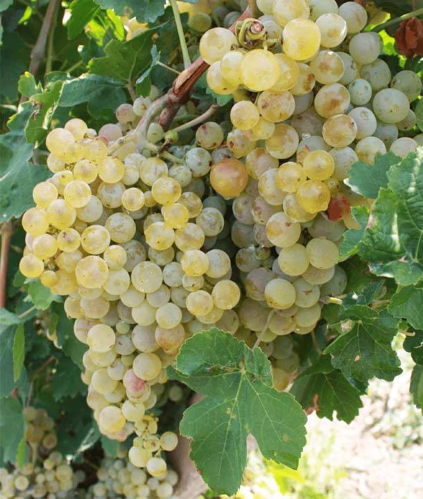 Banants is an indigenous grape variety usually common for Tavush region.