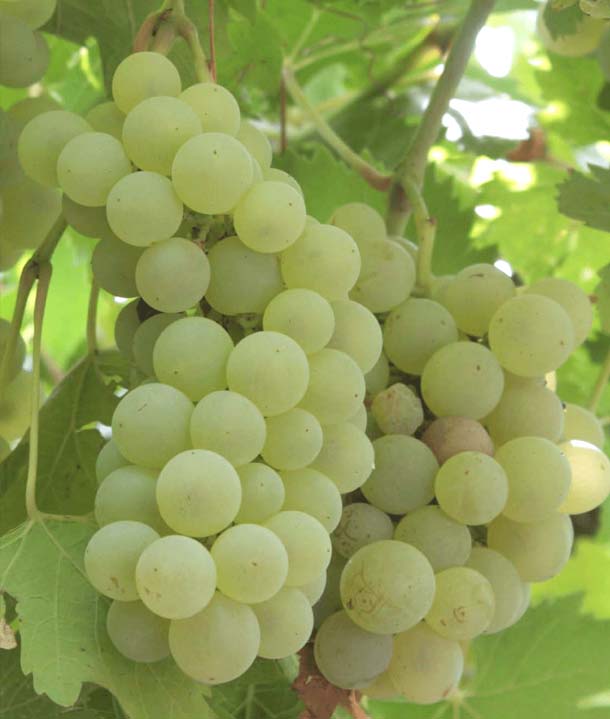Lalvari is an Armenian grape variety that is commonly found in the north-eastern horticultural zones, such as the Noyemberian district of the Tavush province. It gets its name from Lalvar Mountain. Lalvari has large, dense, and conical bunches, sometimes with wings on both sides, and big, ovate berries. Berries that grow in the shade are greenish, but those under the sun are light amber in color. The skin is of medium thickness with small dark spots, covered in bloom, and the flesh is colorless, soft, and juicy with a unique taste. Fully ripe berries have subtle sweetness and high acidity. Lalvari is used to make sparkling wines, light table wines, and Armenian brandy.