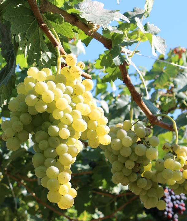 Mskhali is an ancient dual-purpose Armenian grape variety that is predominantly grown in all viticulture regions of Armenia, particularly in Ararat, Artashat, Kotayk, and Armavir. It is planted as a leading variety.