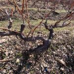Indigenous Areni grape vine from Moossah terroir ready to blossom.