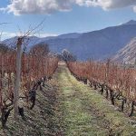 Photo taken at Moossah terroir in Spring 2023.