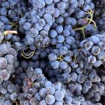 Photo taken during the harvest for Moossah Red Areni.