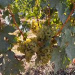 Photo taken during the harvest of Voskehat for Moossah White.