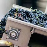 Photoshoot during grape pressing for Moossah Red.