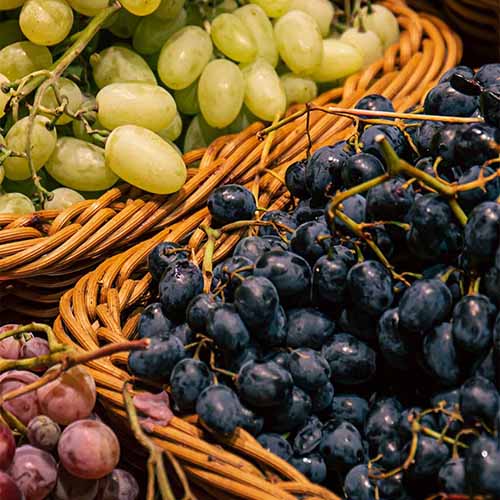 Moossah Wines Discover Armenian Winemaking