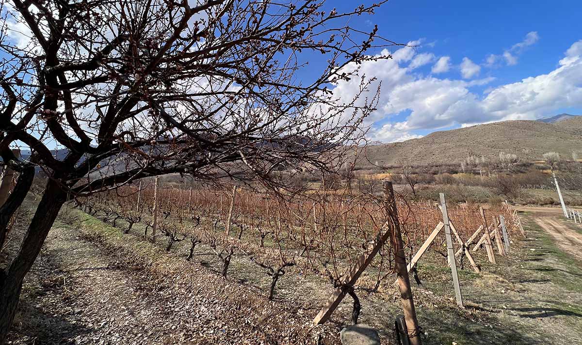 Discover White Wines of Armenia